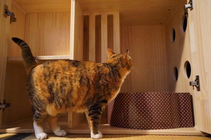 こんなおしゃれな猫トイレを待っていた Natural Wood Cat Kennel By Paipai Pets 体験レポ カタパルト公認ガイド 222 ねこ式