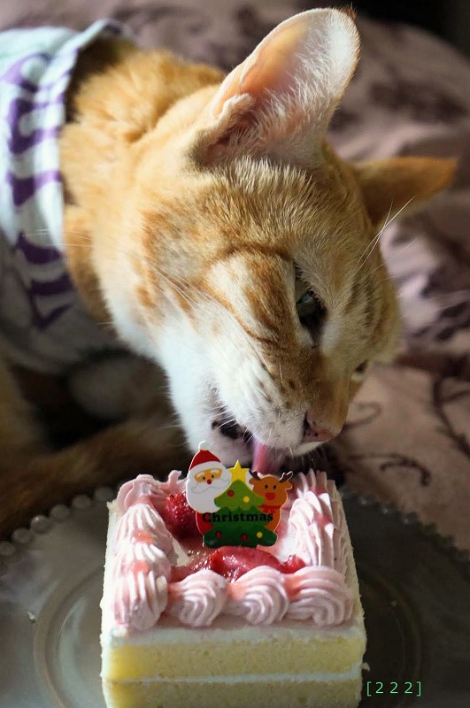 猫も飼い主も食べられるコミフのケーキ 222 ねこ式